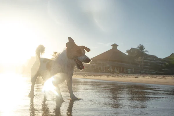 Purebred Jack Russel Terrier Cane Che Gioca Tra Onde Spiaggia — Foto Stock