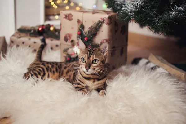 Schöne Weihnachtsgeschenke Unterm Weihnachtsbaum — Stockfoto