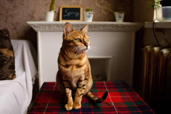 Bengalische Katze Hat Spaß Hause — Stockfoto