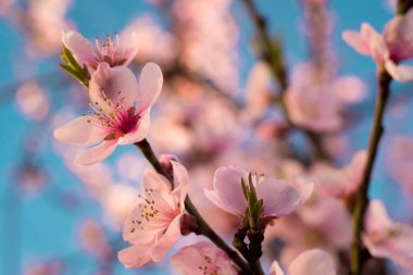 Güzel bahar renkleri, elma çiçekleri ve kirazlar
