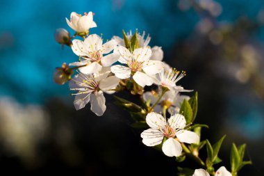 Güzel bahar renkleri, elma çiçekleri ve kirazlar
