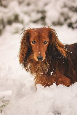 Dachshund bahçede karla