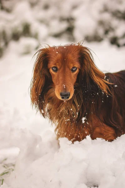 dachshund with snow in the garden