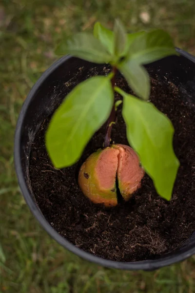 Aguacate Riego Gotas Agua Jardín — Foto de Stock