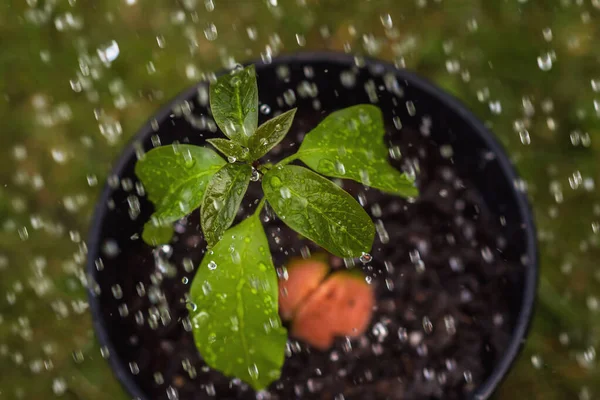 avocado, watering, water drops, garden