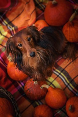 dachshund wiht balkabakları (sonbahar tarzı)