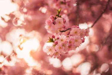 Sakura ağacı, bahar günbatımı