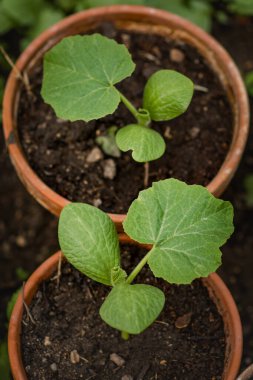 Genç çilek bitkisi - Bahçe işleri
