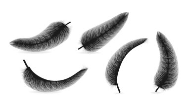 Gölge vektörü gerçekçi tüylü şeffaf arkaplanda izole edilmiş.