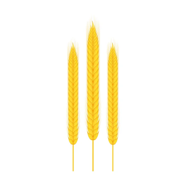 Ramo realista de trigo, avena o cebada aislada sobre fondo blanco. Ilustración de stock vectorial. — Vector de stock