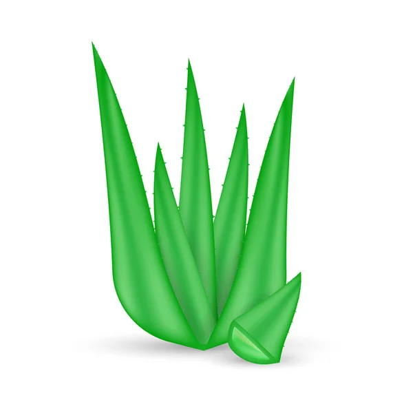 Pianta realistica di aloe vera. Etichetta naturale del prodotto biologico. Illustrazione dello stock vettoriale . — Vettoriale Stock