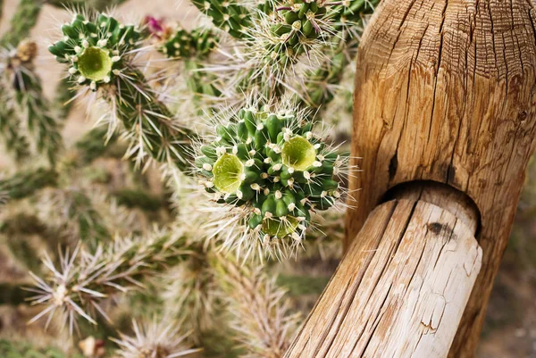 Cholla Cactus växer på sidan av Trail — Stockfoto