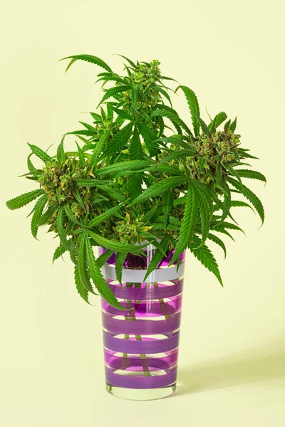 Medische Marihuana Knoppen Hennepbloemen Gesneden Uit Cannabis Plant Gestreept Glas — Stockfoto