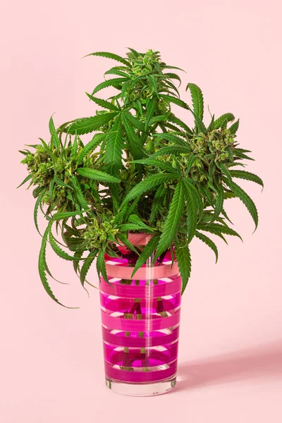 Bourgeons Marijuana Médicaux Fleurs Chanvre Coupées Partir Une Plante Cannabis — Photo