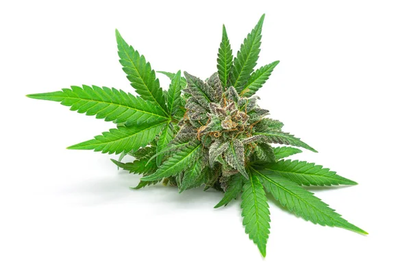 Makro Medycznego Pączka Marihuany Lub Konopi Kwiat Zielonymi Liśćmi Izolowane — Zdjęcie stockowe