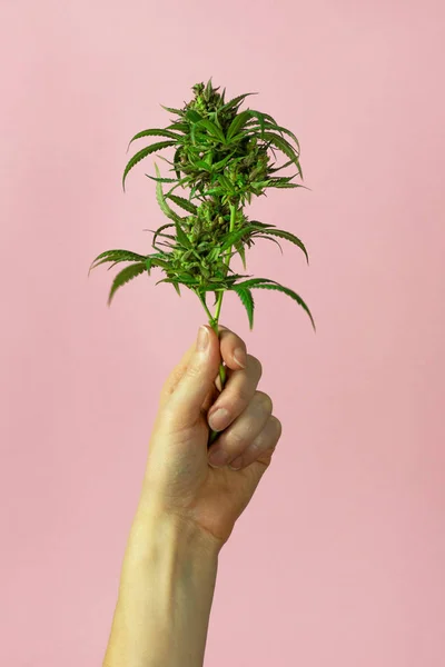 Main Femme Tenant Une Plante Crue Cannabis Avec Des Bourgeons — Photo