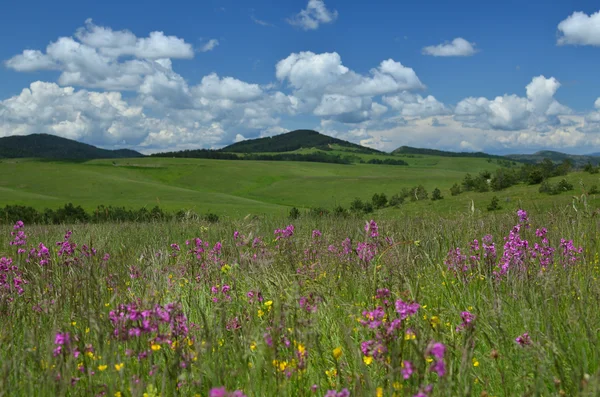 Prairies sur la montagne de Zlatibor — Photo