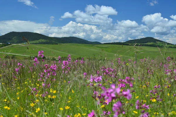 Landschaft des Gebirges Zlatibor — Stockfoto