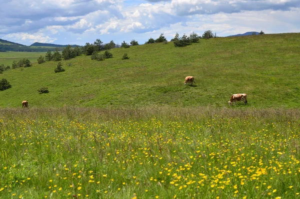 Mucche sul campo di primavera — Foto Stock