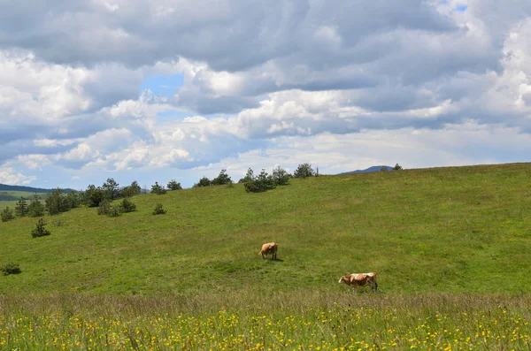 Pastviny s dvě krávy — Stock fotografie