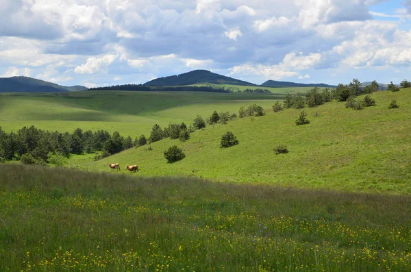 Idyllische Weidelandschaft mit grasenden Kühen — Stockfoto