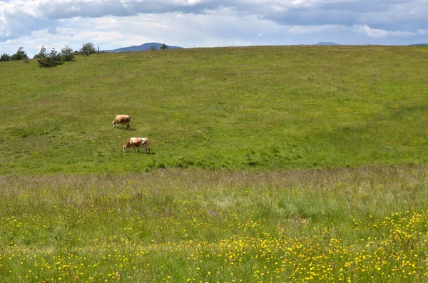 Mucche sul campo in primavera — Foto Stock