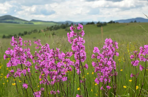 Fleurs sauvages roses dans une prairie — Photo