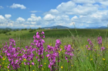 Pembe çiçekler closeup