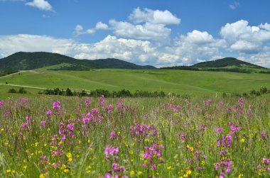 Zlatibor dağın manzara