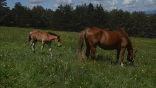 Φορητή κάμερα Shot ένα Foal και μια φοράδα — Αρχείο Βίντεο