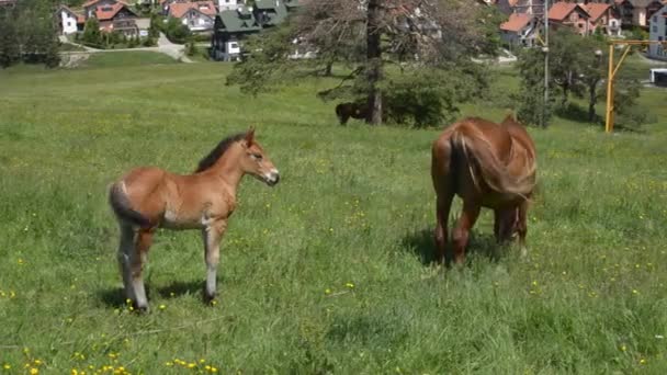 Fohlen und Stute in einem Frühlingsfeld — Stockvideo