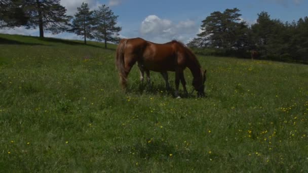 Bruine merrie grazen in een veld voorjaar — Stockvideo