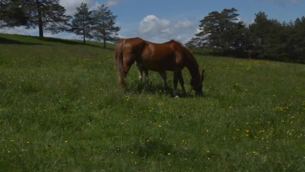 Brun Mare pâturage sur un champ de printemps — Video