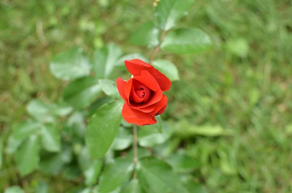 Rosa vermelha em um jardim — Fotografia de Stock