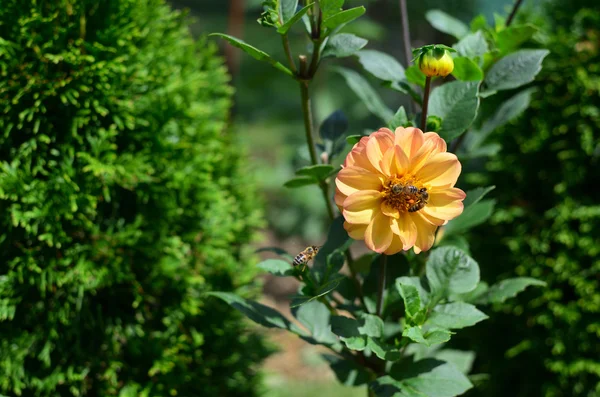 Drie bijen en Dahlia — Stockfoto