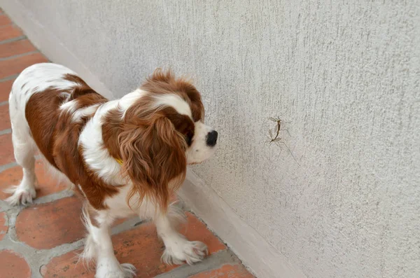 Köpek ve sivrisinek