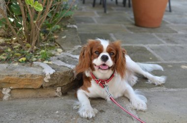 Şövalye Kral Charles Spaniel