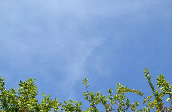 Céu azul com ramos verdes — Fotografia de Stock