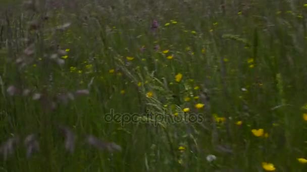 Se déplacer dans l'herbe 
