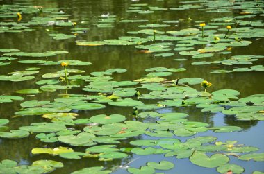 Su su Lotus ile yaprakları