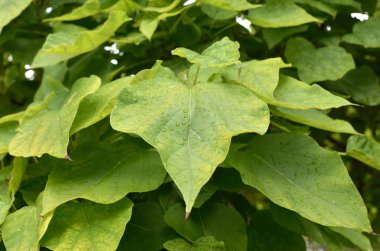 yağmur damlalı yapraklar