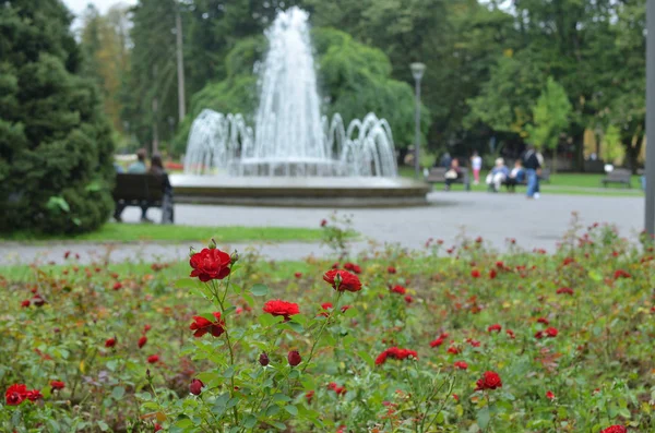 Rosas vermelhas e parque — Fotografia de Stock