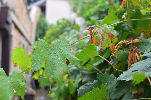 Folhas de videira com gotas de chuva — Fotografia de Stock