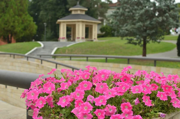 Квіти і Gazebo — стокове фото