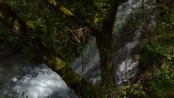 Cascades dans une forêt 
