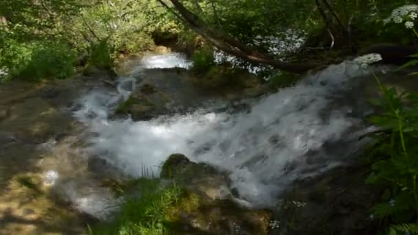 Over Mountain Creek Rapids in een Forest pannen — Stockvideo