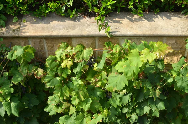 Viña con uvas — Foto de Stock