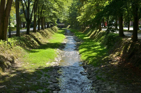 Rivulet e árvores — Fotografia de Stock