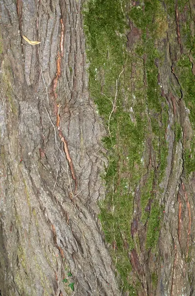 Cascas de árvores e musgo — Fotografia de Stock