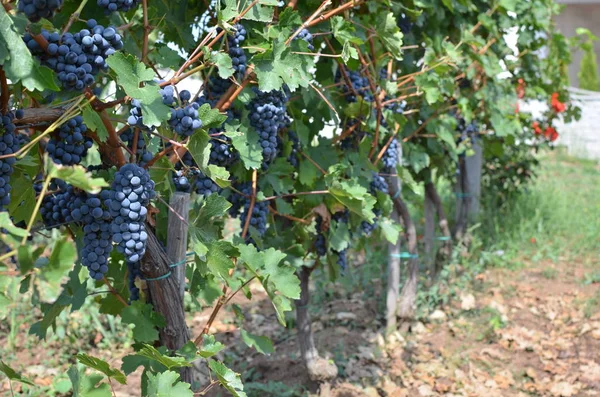Сочный виноград и лоза — стоковое фото